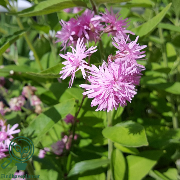 Lychnis flos-cuculi 'Petite Jenny'®, Trævlekrone