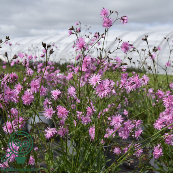 Lychnis flos-cuculi 'Petite Jenny'®, Trævlekrone