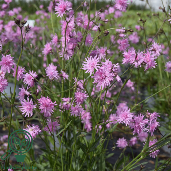 Lychnis flos-cuculi 'Petite Jenny'®, Trævlekrone