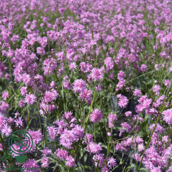 Lychnis flos-cuculi 'Petite Jenny'®, Trævlekrone