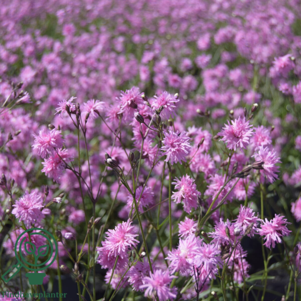 Lychnis flos-cuculi 'Petite Jenny'®, Trævlekrone