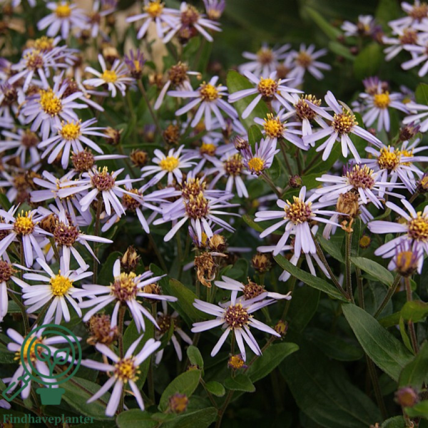 Kalimeris incisa 'Nana Blue', Japansk Asters