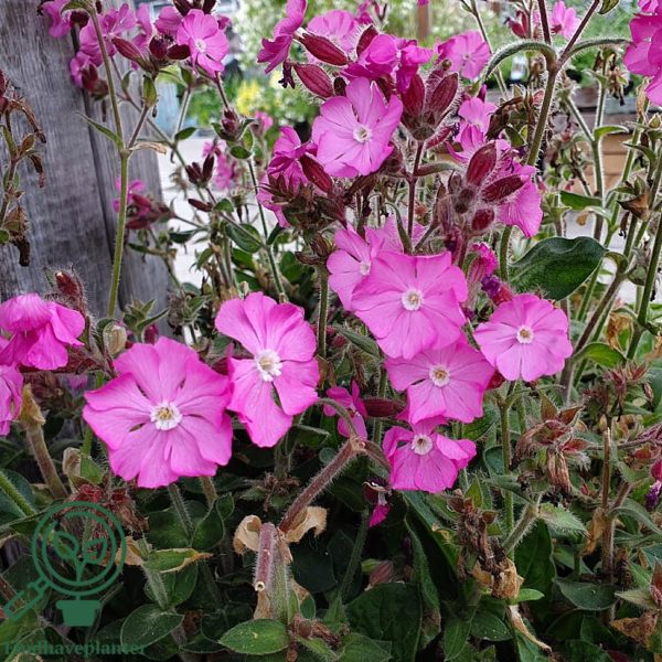 Silene dioica 'Rollies Favorite'®