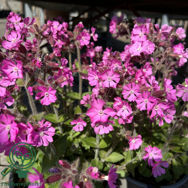 Silene dioica 'Rollies Favorite'®