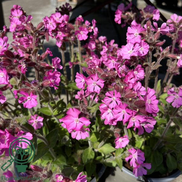 Silene dioica 'Rollies Favorite'®