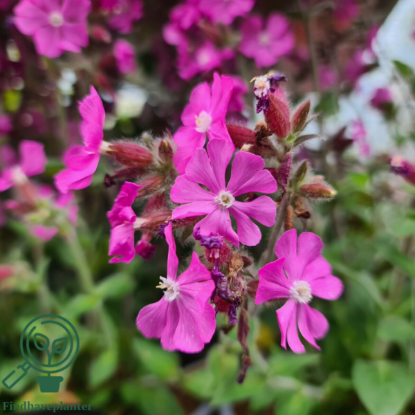 Silene dioica 'Rollies Favorite'®