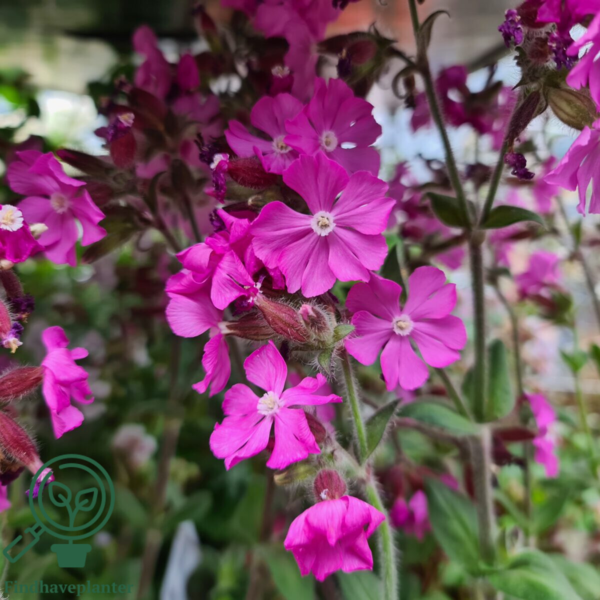 Silene dioica 'Rollies Favorite'®