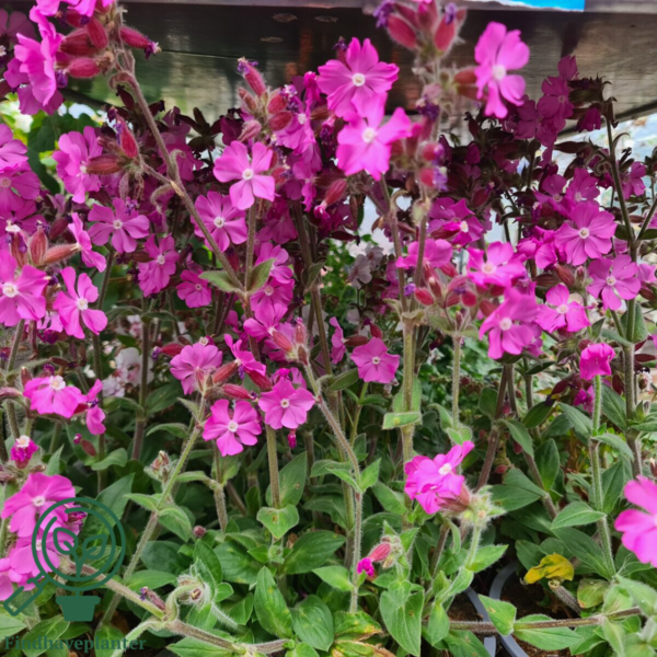 Silene dioica 'Rollies Favorite'®