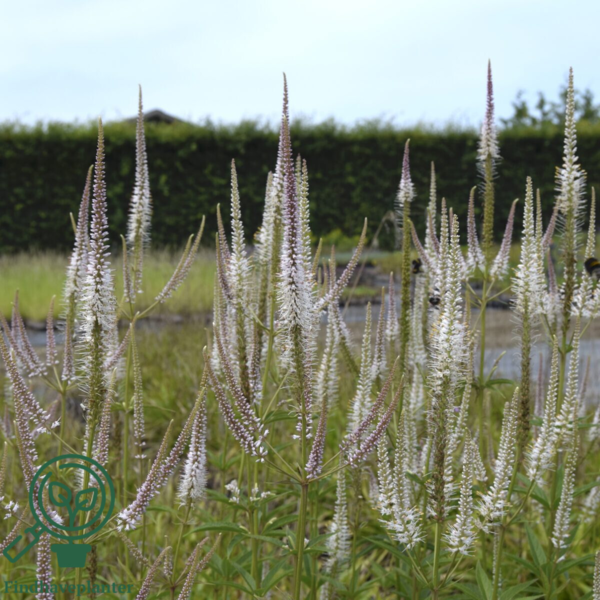 Veronicastrum virginicum 'Diana', Virginsk ærenpris