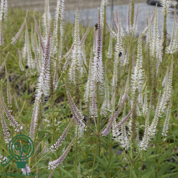 Veronicastrum virginicum 'Diana', Virginsk ærenpris