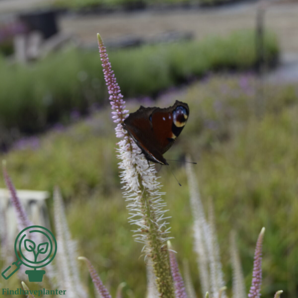 Veronicastrum virginicum 'Diana', Virginsk ærenpris