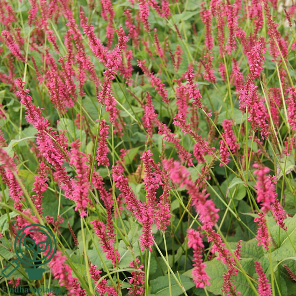 Persicaria amplexicaulis 'Speciosa', Kertepileurt
