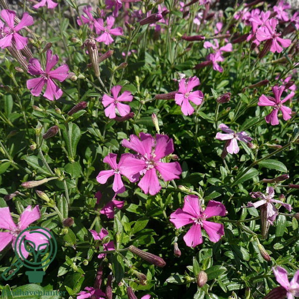 Silene schafta 'Splendens', Høst Limurt