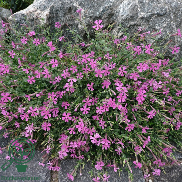 Silene schafta 'Splendens', Høst Limurt