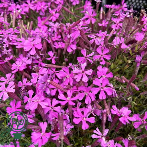 Silene schafta 'Splendens', Høst Limurt