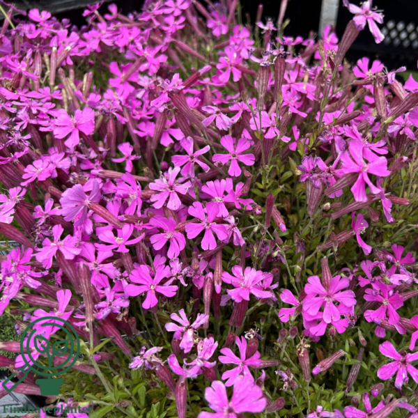 Silene schafta 'Splendens', Høst Limurt