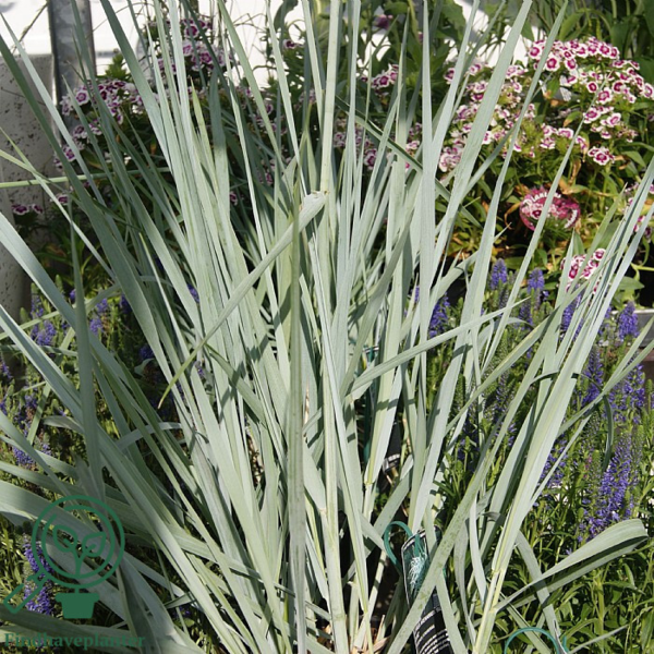 Leymus arenarius 'Blue Dune', Marehalm