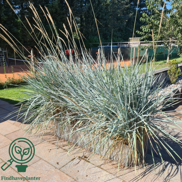 Leymus arenarius 'Blue Dune', Marehalm