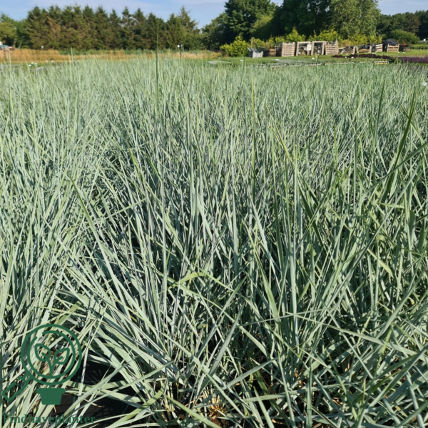 Leymus arenarius 'Blue Dune', Marehalm