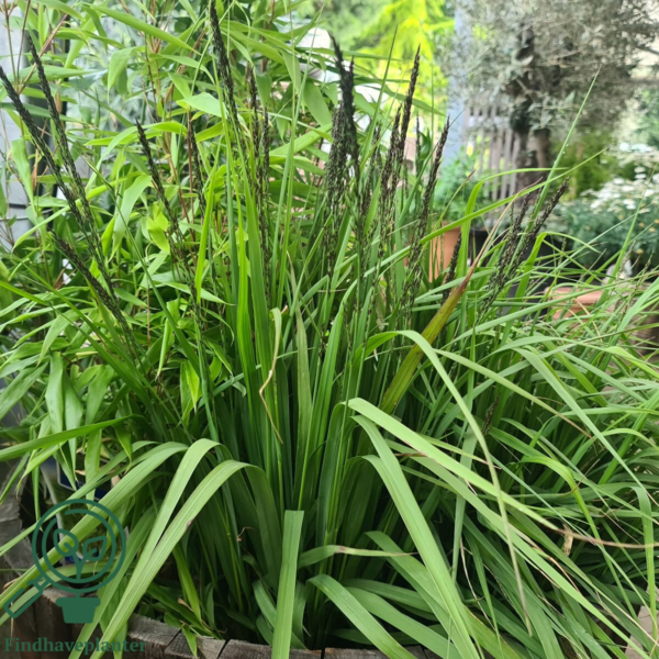 Molinia arundinacea 'Black Arrows', Pibegræs/Blåtop