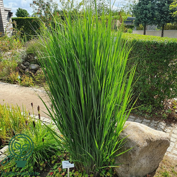 Panicum virgatum 'Northwind', Præriehirse