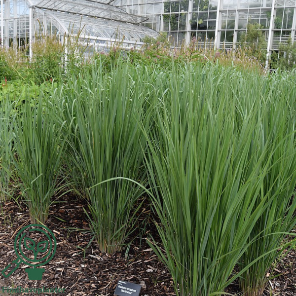 Panicum virgatum 'Northwind', Præriehirse