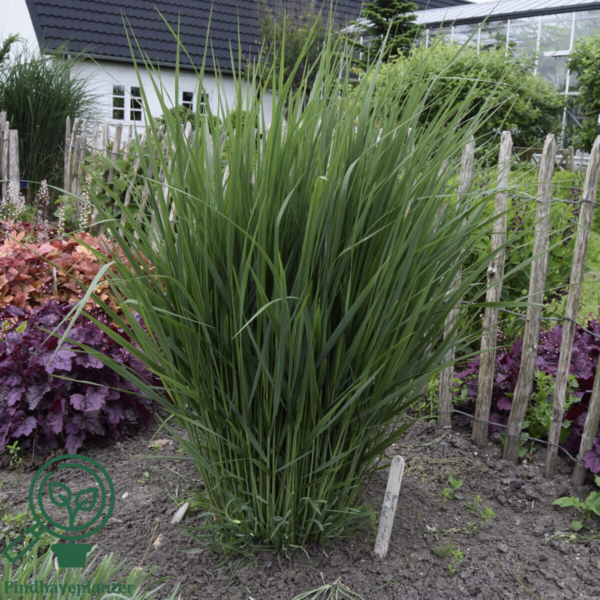 Panicum virgatum 'Northwind', Præriehirse