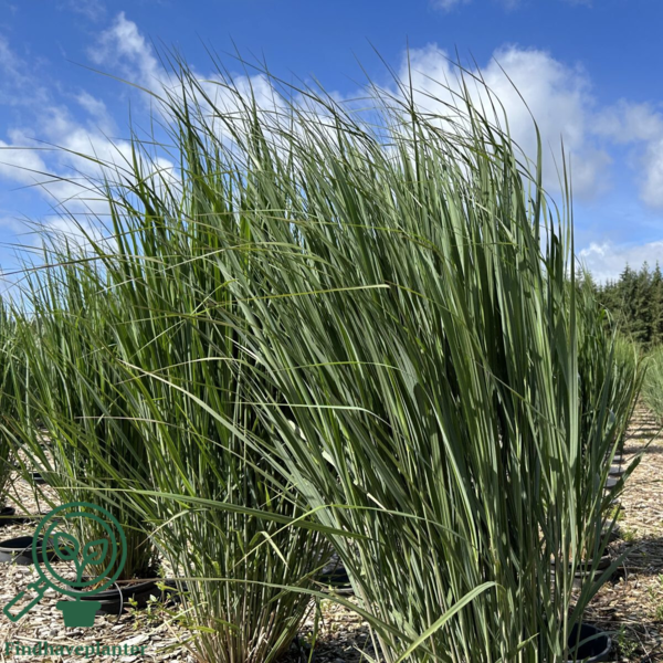 Panicum virgatum 'Northwind', Præriehirse