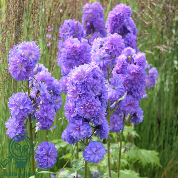 Delphinium elatum Highlander® 'Bolero', Ridderspore