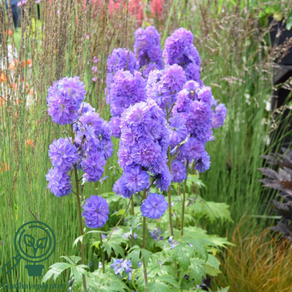 Delphinium elatum Highlander® 'Bolero', Ridderspore