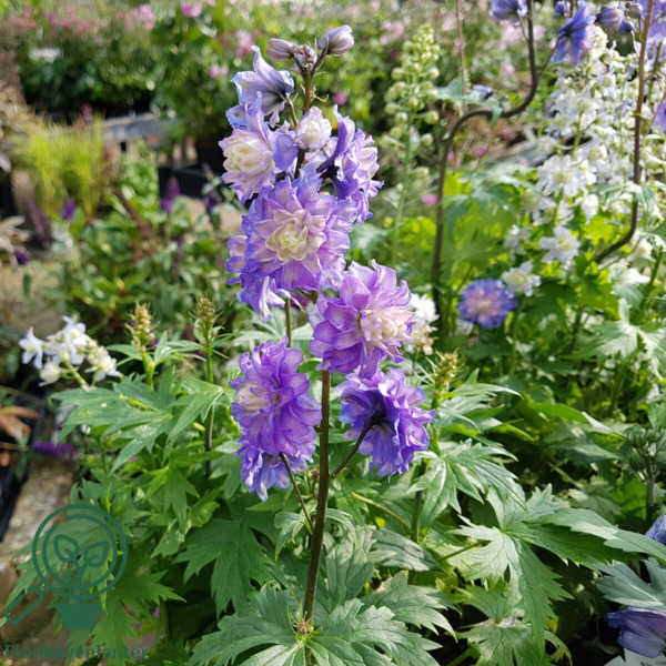 Delphinium elatum Highlander® 'Bolero', Ridderspore