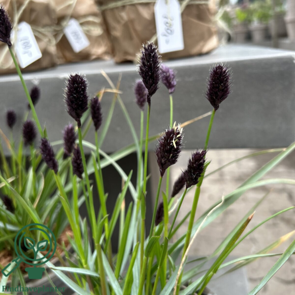 Sesleria heufleriana Norðîc® 'Overdam Blue', Mørk blåaks