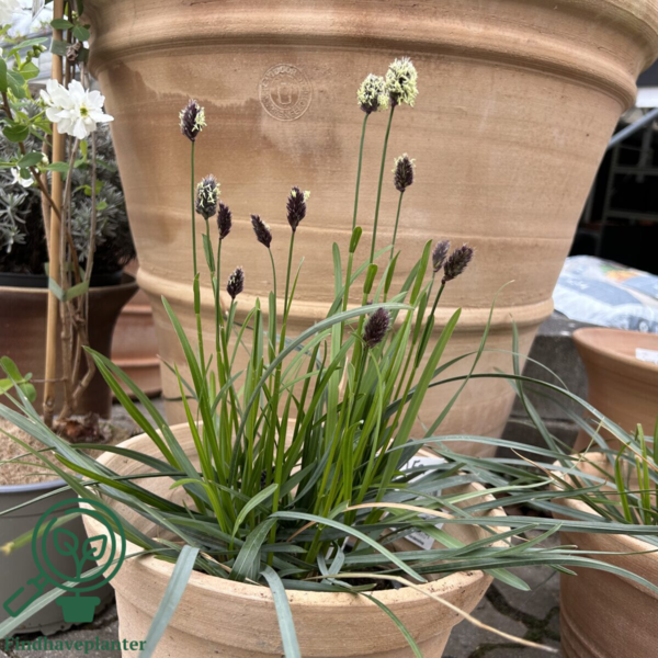 Sesleria heufleriana Norðîc® 'Overdam Blue', Mørk blåaks