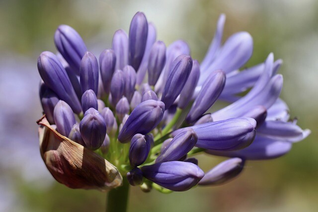 Agapanthus campanulatus 'Orla', Skærmlilje - vinterhårdfør