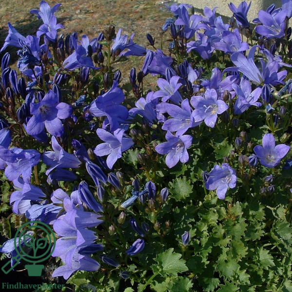 Campanula portenschlagiana, Klokkeblomst