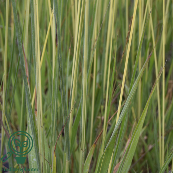 Molinia arundinacea Norðîc® 'Tiki® Lights', Pibegræs/Blåtop C1,0