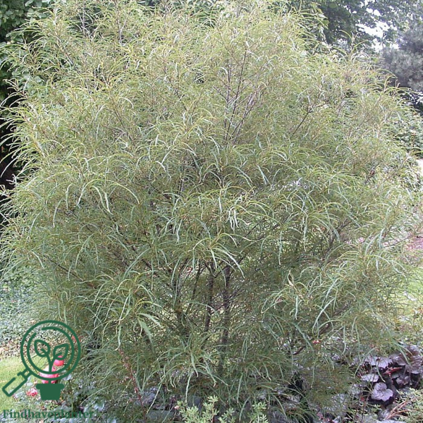 Frangula alnus ‘Aspleniifolia’ - Trøstetræ