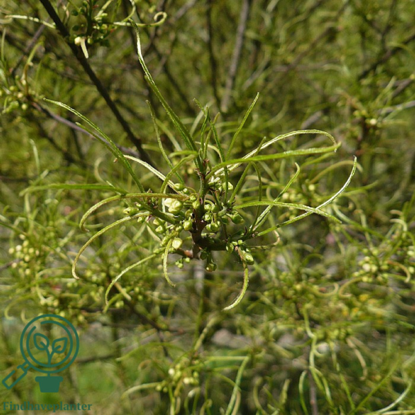 Frangula alnus ‘Aspleniifolia’ - Trøstetræ