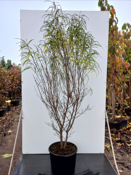 Frangula alnus ‘Aspleniifolia’ - Trøstetræ