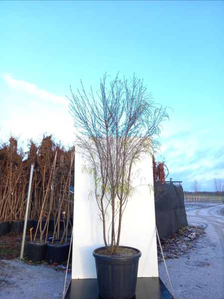 Frangula alnus ‘Aspleniifolia’ - Trøstetræ