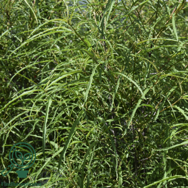 Frangula alnus ‘Aspleniifolia’ - Trøstetræ