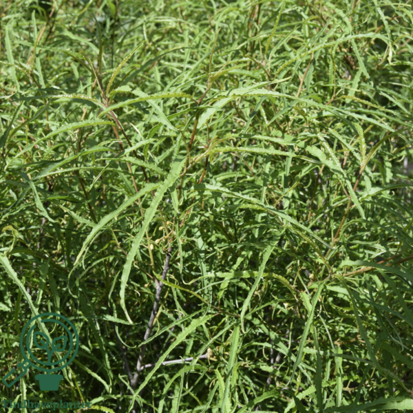 Frangula alnus ‘Aspleniifolia’ - Trøstetræ