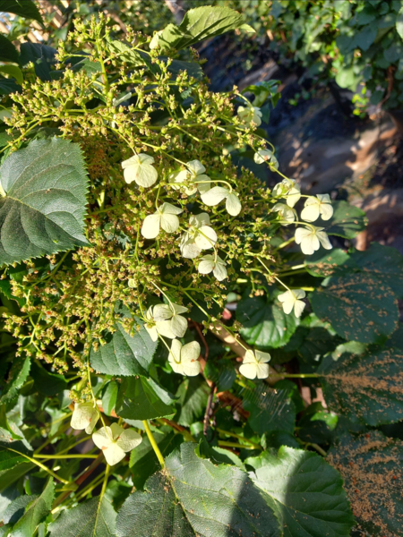 Hydrangea ano. petiolaris - Klatrehortensia