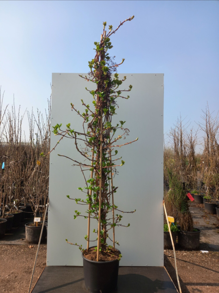 Hydrangea ano. petiolaris - Klatrehortensia