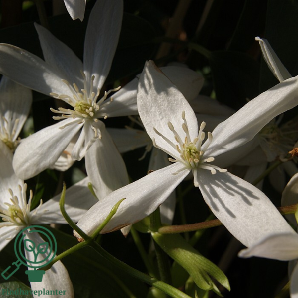 Clematis armandii, Stedsegrøn Klematis