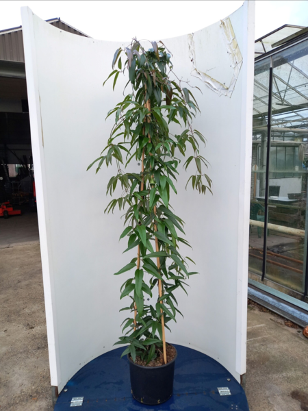 Clematis armandii, Stedsegrøn Klematis