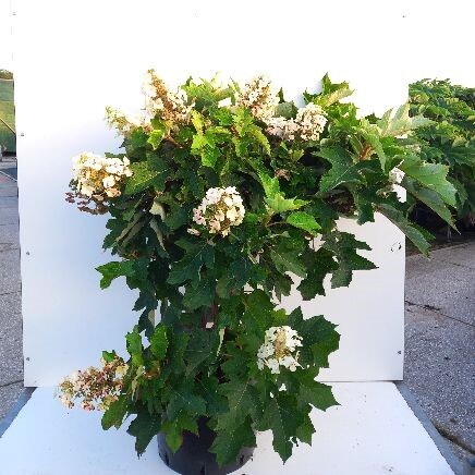 Hydrangea quercifolia ‘Ruby Slippers’, Egebladet hortensia