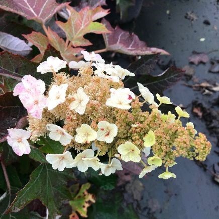 Hydrangea quercifolia ‘Ruby Slippers’, Egebladet hortensia