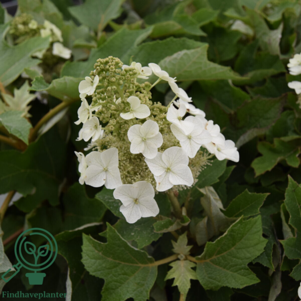 Hydrangea quercifolia ‘Ruby Slippers’, Egebladet hortensia