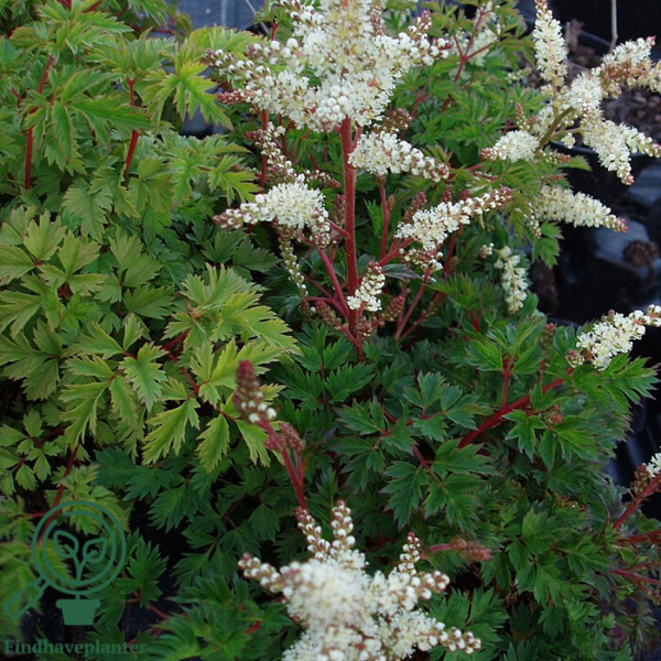 Aruncus aethusifolius, Fjerbusk